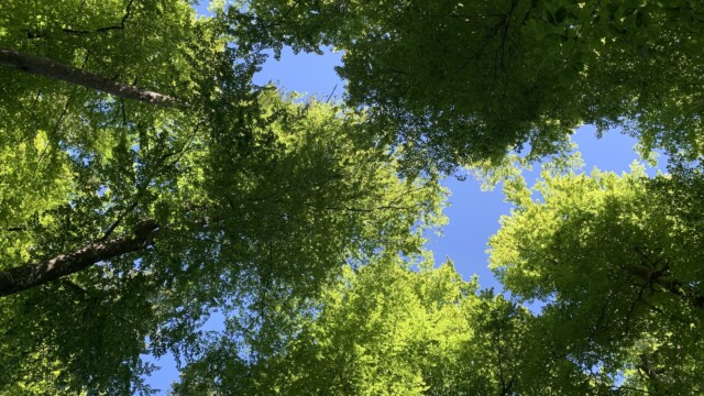 Waldbaden